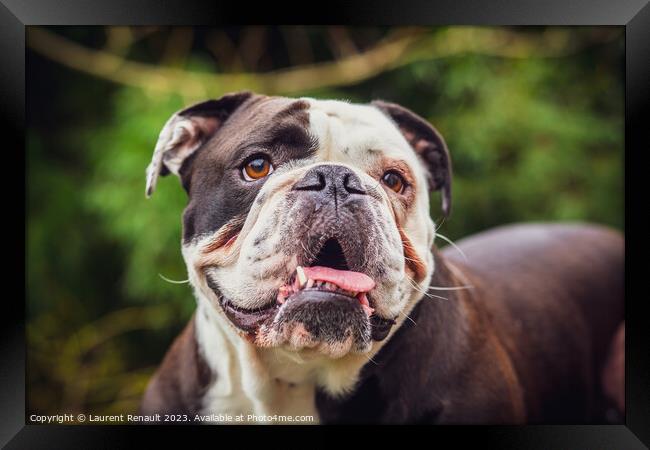 Olde English Bulldogge showing off his tongue. Photography taken Framed Print by Laurent Renault