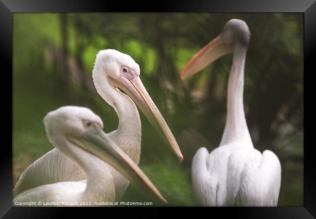 Three american white pelicans (pelecanus erythrorhynchos). Photo Framed Print by Laurent Renault
