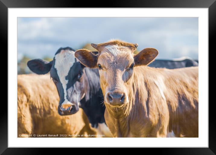 Two cows side by side together in a pasture Framed Mounted Print by Laurent Renault