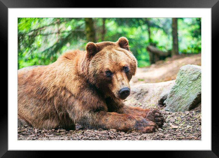 A cute brown bear lying on a ground and watching you in fir fore Framed Mounted Print by Laurent Renault