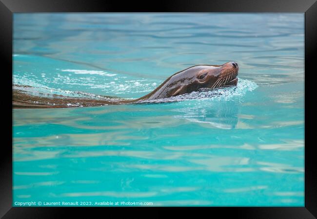 Sea Lion swimming in water. Photography taken in France Framed Print by Laurent Renault