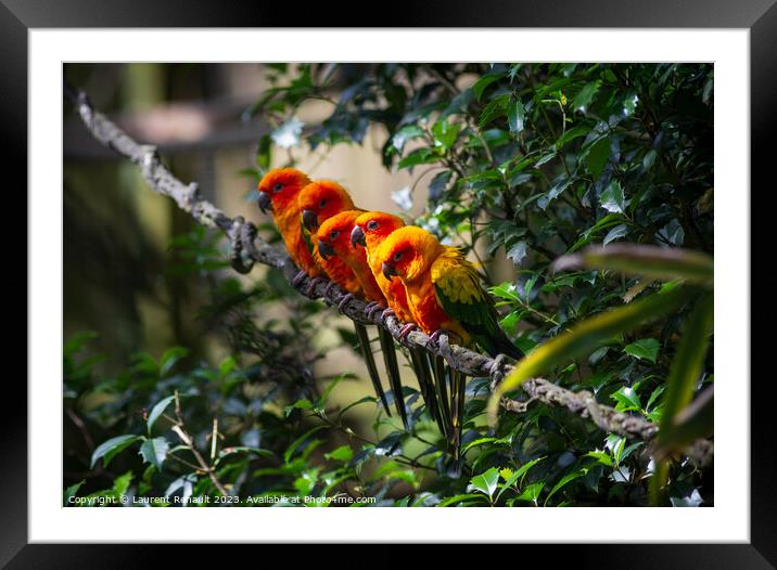 Group of aligned Sun parakeets or sun conure. Photography taken  Framed Mounted Print by Laurent Renault