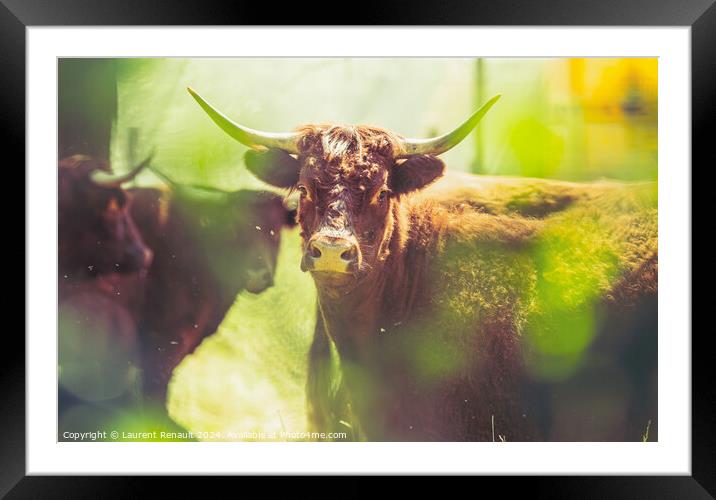 Red Salers cows observed through enlighted foliage, real creativ Framed Mounted Print by Laurent Renault