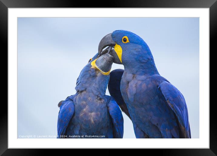 Portrait of two big blue parrots kissing, Hyacinth Macaws Framed Mounted Print by Laurent Renault