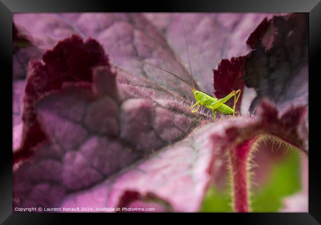 Small green grasshopper on a purple leaf of heuchere Framed Print by Laurent Renault