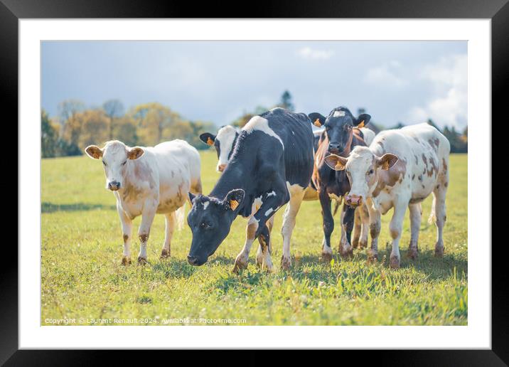 Group of cows together gathering in a field Framed Mounted Print by Laurent Renault