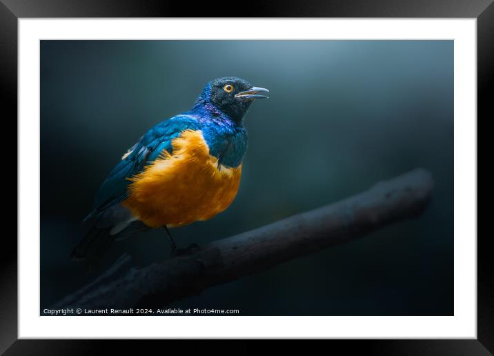 Superb starling perched on dead branch Framed Mounted Print by Laurent Renault