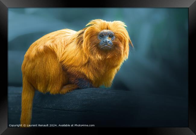 Golden Lion Tamarin, photography over blurry background Framed Print by Laurent Renault