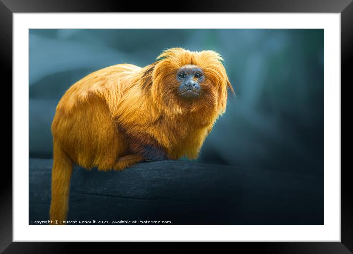 Golden Lion Tamarin, photography over blurry background Framed Mounted Print by Laurent Renault