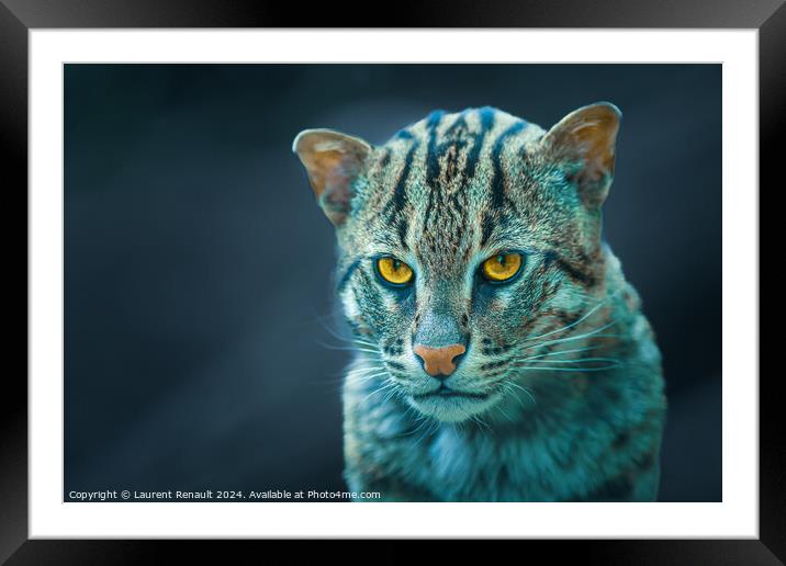Portrait photography of fishing cat - Prionailurus viverrinus Framed Mounted Print by Laurent Renault