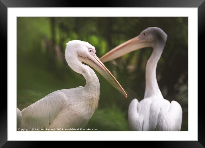 Couple of american white pelicans - pelecanus erythrorhynchos- P Framed Mounted Print by Laurent Renault