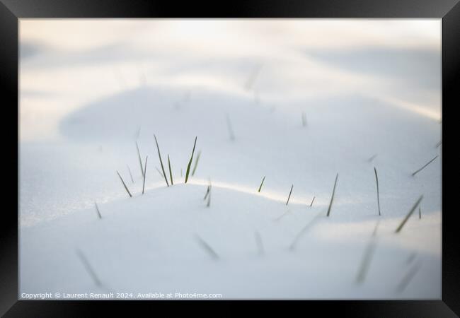 Spring grass emerging from white snow Framed Print by Laurent Renault