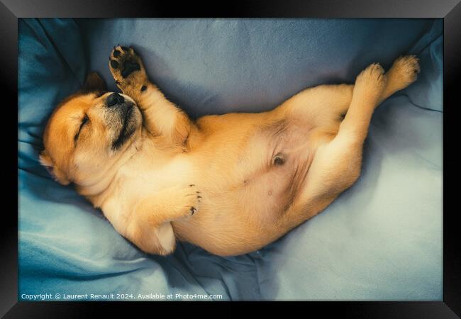 Newborn puppy sleeping  on blanket Framed Print by Laurent Renault