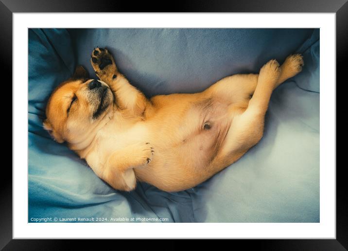 Newborn puppy sleeping  on blanket Framed Mounted Print by Laurent Renault