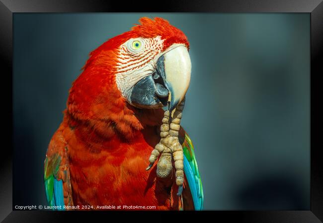 Red Scarlet macaw bird photographed over dark background Framed Print by Laurent Renault