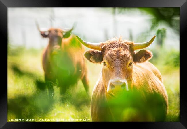 Two Salers cows cattle photographed in the nature Framed Print by Laurent Renault