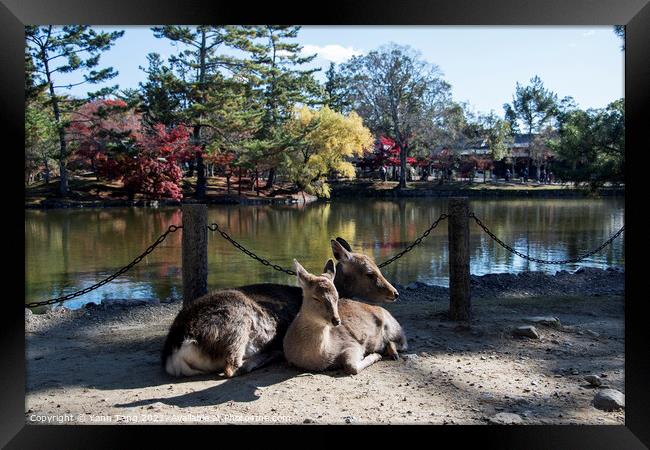 Japanese deer playing at Nara Park with red maple leaves tree on Framed Print by Yann Tang
