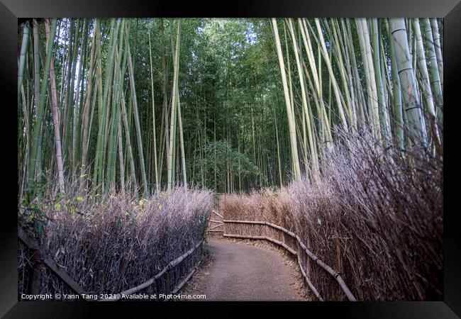 Arashiyama Bamboo Forest famous place in Kyoto Framed Print by Yann Tang