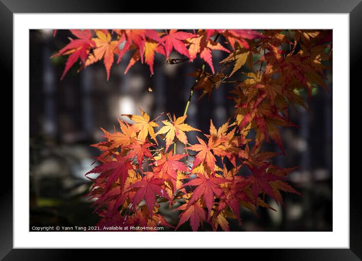 Maple leaves on tree with sunlight in autumn season Framed Mounted Print by Yann Tang