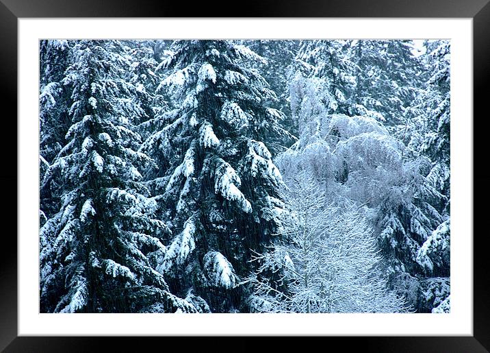 Snow Trees  Framed Mounted Print by Robert Gillespie