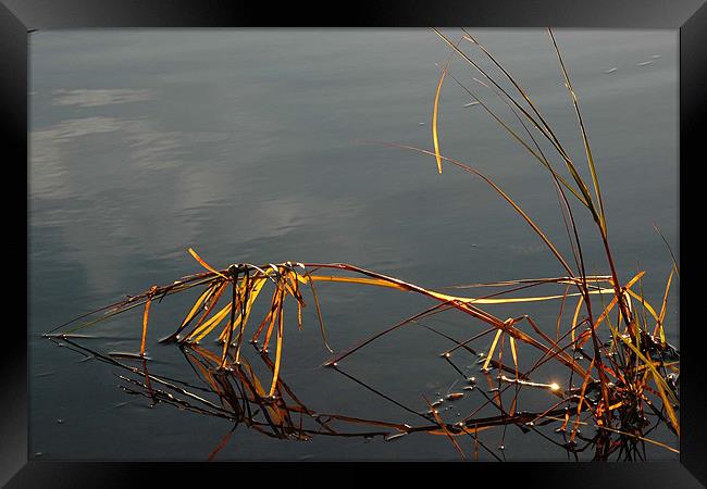 Bowing Reeds  Framed Print by Robert Gillespie