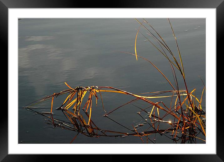 Bowing Reeds  Framed Mounted Print by Robert Gillespie