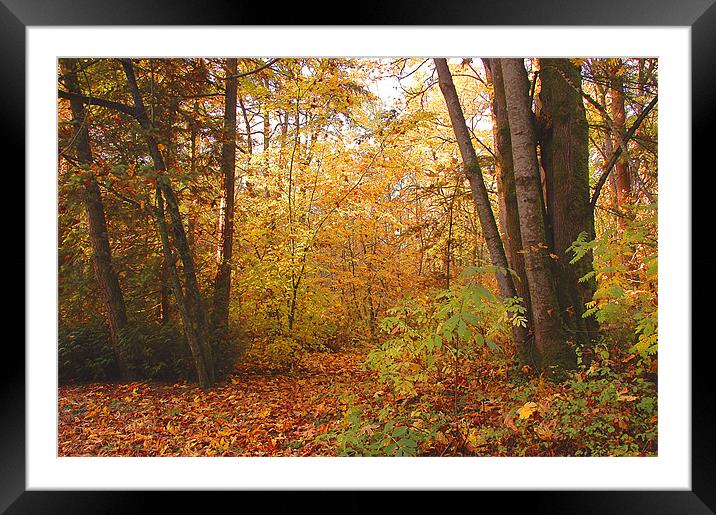 Autumnal Framed Mounted Print by Robert Gillespie