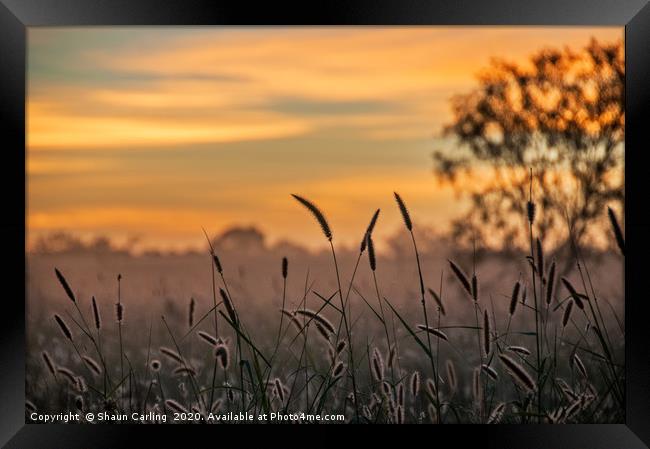 Australian Sunrise Framed Print by Shaun Carling