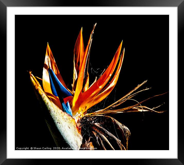 Bird Of Paradise With Web Framed Mounted Print by Shaun Carling
