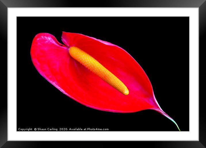 Anthurium Andraeanum, Flamingo Flower Framed Mounted Print by Shaun Carling