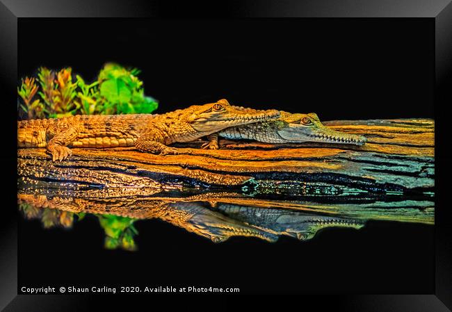See You Later, Alligator Framed Print by Shaun Carling