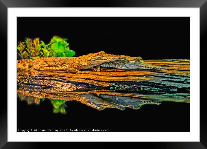 See You Later, Alligator Framed Mounted Print by Shaun Carling