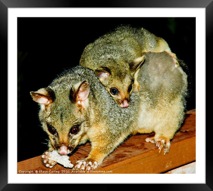 Possum And Baby Framed Mounted Print by Shaun Carling