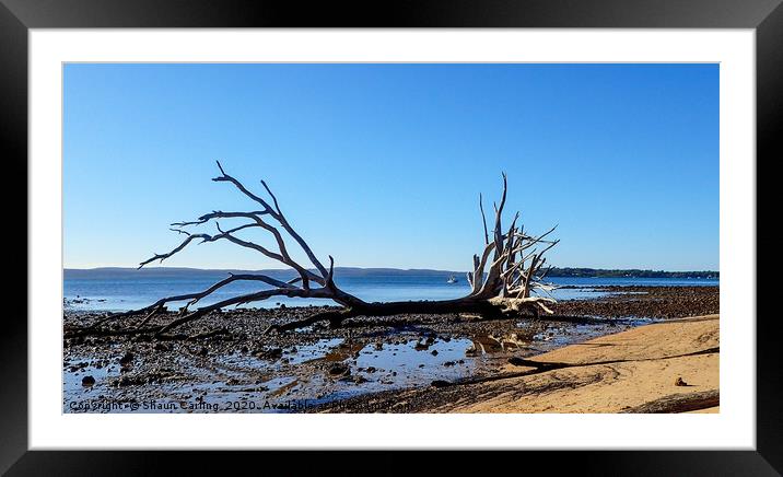 Tree On The Beach, Coochie Mudlo Island Framed Mounted Print by Shaun Carling