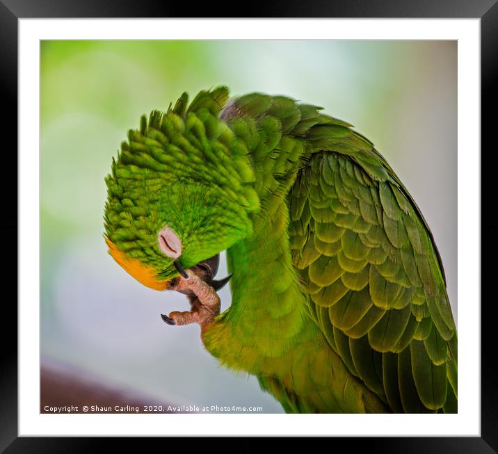 Polly-gone! Framed Mounted Print by Shaun Carling