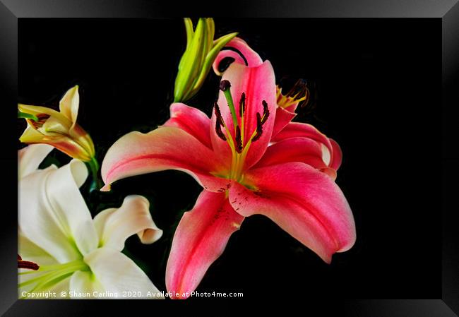 Asiatic Lilies Framed Print by Shaun Carling