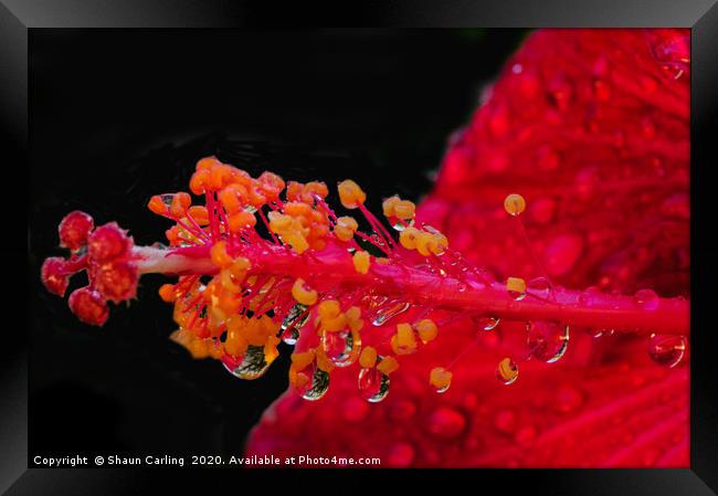 Hibiscus And Raindrops Framed Print by Shaun Carling