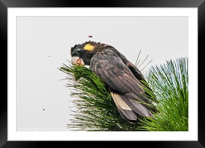 Yellow Tailed Black Cockatoo Framed Mounted Print by Shaun Carling