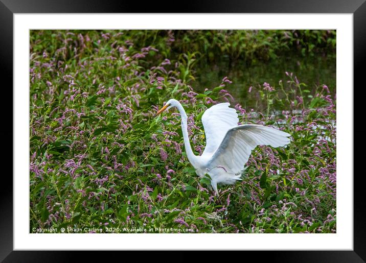 The White Heron Framed Mounted Print by Shaun Carling