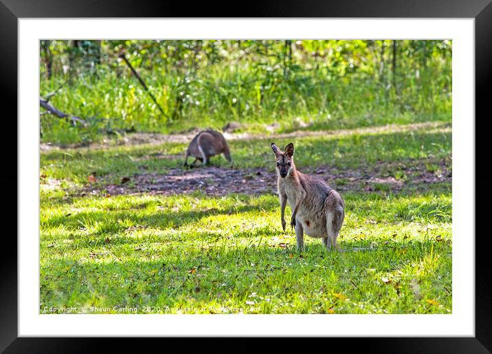 Kangaroo Hollow Framed Mounted Print by Shaun Carling