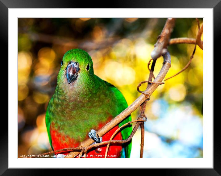 Female King Parrot Framed Mounted Print by Shaun Carling