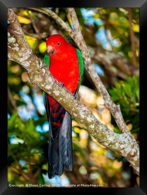 Male King Parrot Framed Print by Shaun Carling