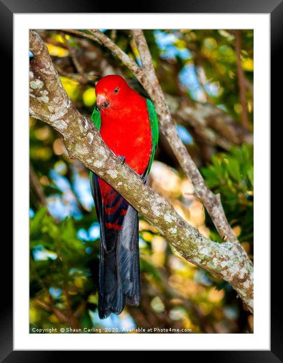 Male King Parrot Framed Mounted Print by Shaun Carling