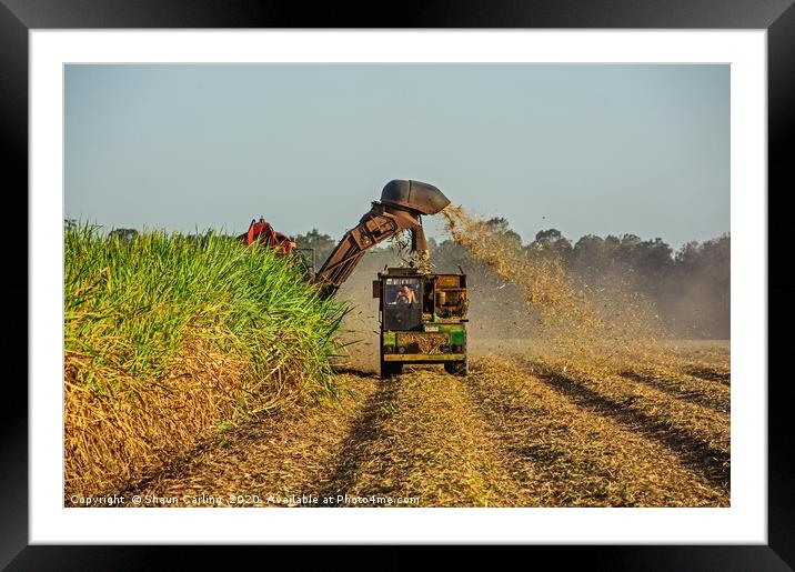 Harvesting The Cane Fields Framed Mounted Print by Shaun Carling