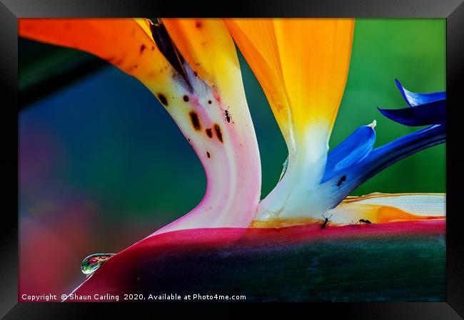 Bird Of Paradise With Raindrop And Ants Framed Print by Shaun Carling