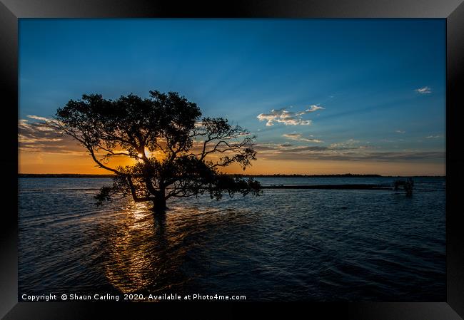 Sunset Over The Mangroves Framed Print by Shaun Carling