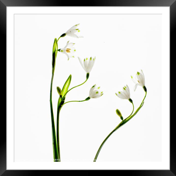 Spring Snowlake Framed Mounted Print by Eileen Wilkinson ARPS EFIAP