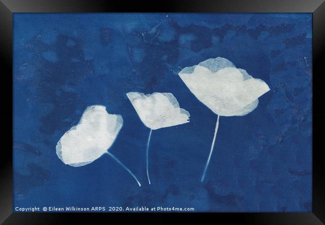 Poppies  Framed Print by Eileen Wilkinson ARPS EFIAP