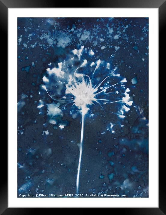 Blue Seedhead Framed Mounted Print by Eileen Wilkinson ARPS EFIAP
