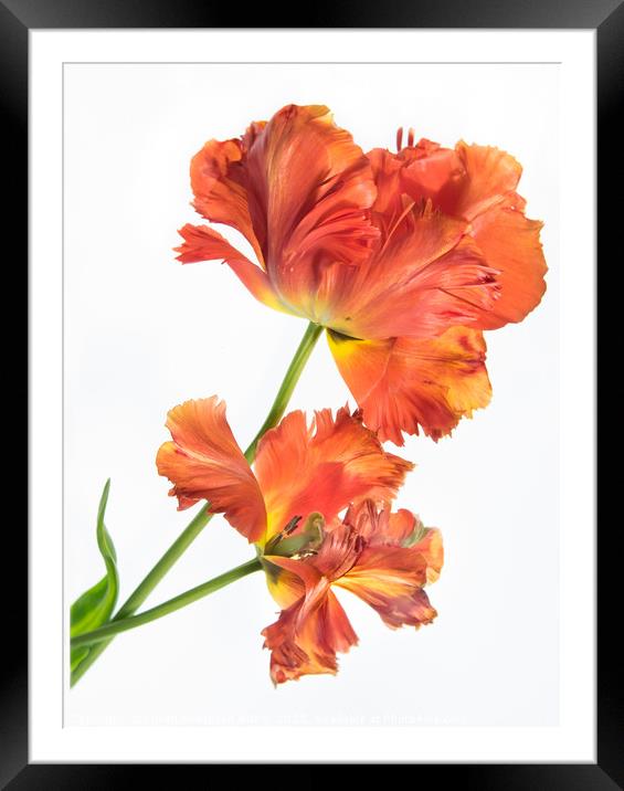 Flaming Tulip Framed Mounted Print by Eileen Wilkinson ARPS EFIAP